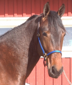 Maharajahsonen Great King Wine debuterar på Solvalla i kväll. Foto; A.Lindblom/Travkompaniet